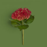 Sedum • 30 cm