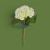 Sedum • 30 cm
