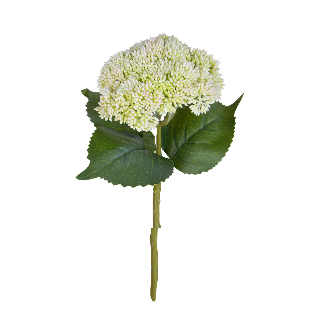 Sedum • 30 cm