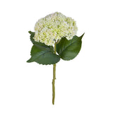 Sedum • 30 cm
