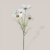 Cosmos In Fiore per 5 • 68 cm