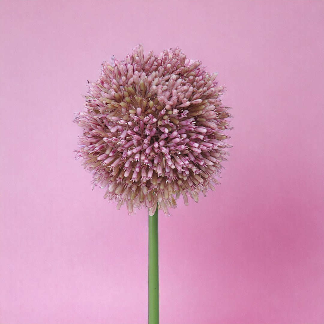 2 Pezzi • Fiore di allium artificiale • 66 cm