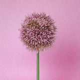 2 Pezzi • Fiore di allium artificiale • 66 cm
