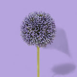 2 Pezzi • Fiore di allium artificiale • 66 cm