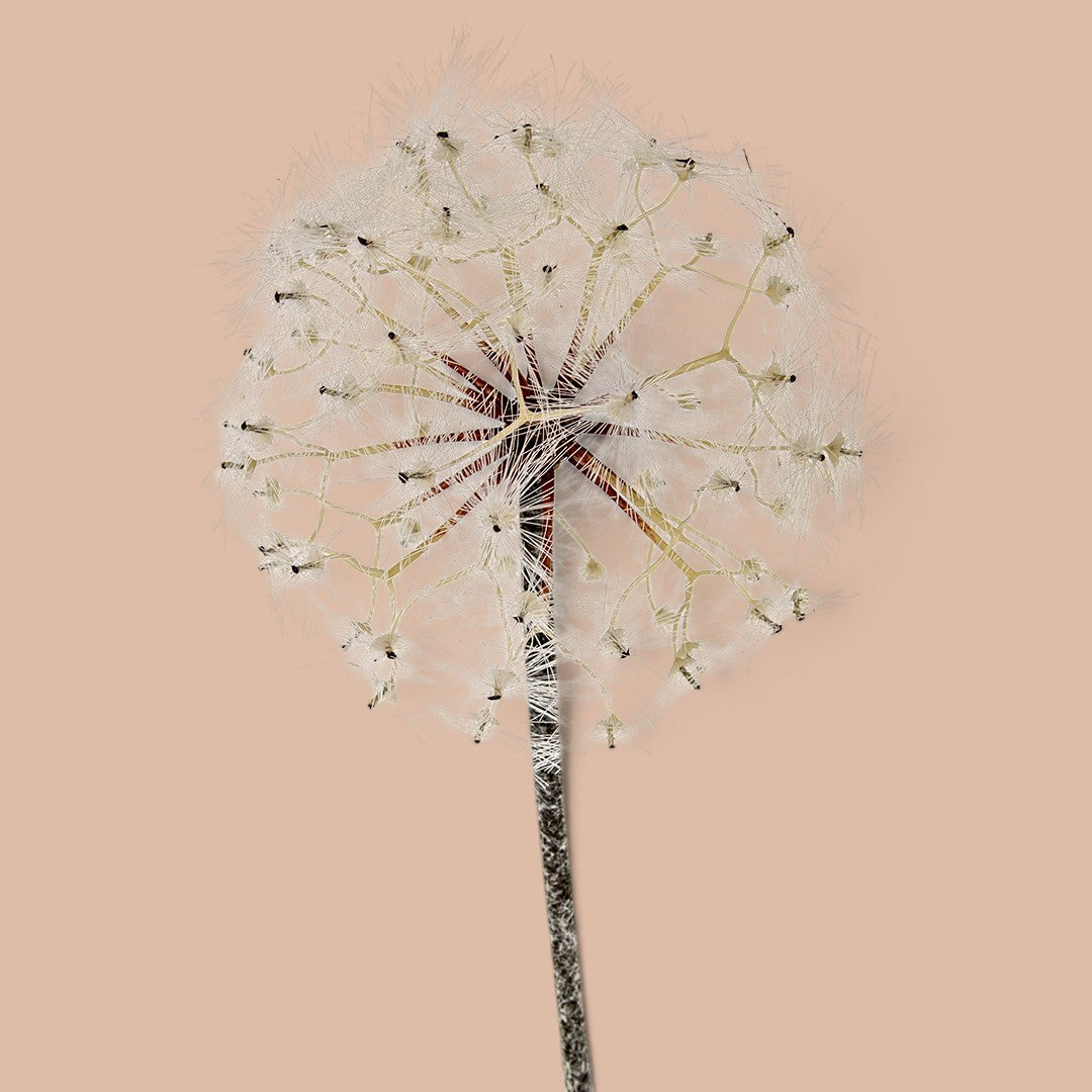 3 Pezzi • Tarassaco/Dandelion • 92 cm