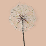 3 Pezzi • Tarassaco/Dandelion • 92 cm