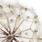Tarassaco/Dandelion • 92 cm