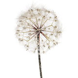 Tarassaco/Dandelion • 92 cm