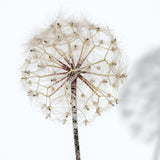 Tarassaco/Dandelion • 92 cm