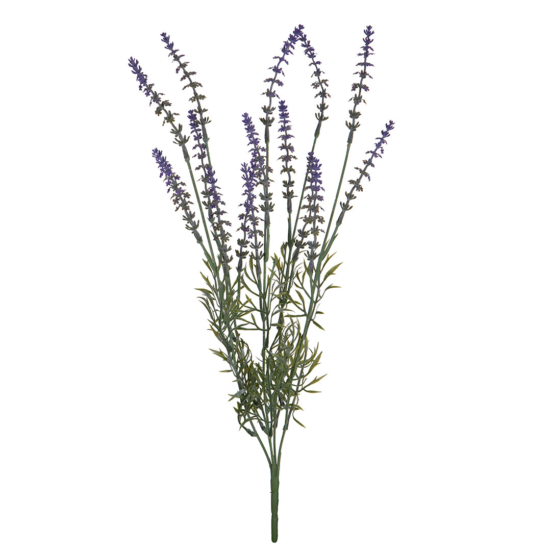 Rosmarino per 5 In Fiore • 50 cm