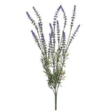 Rosmarino per 5 In Fiore • 50 cm