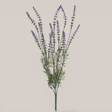 Rosmarino per 5 In Fiore • 50 cm