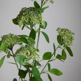 Skimmia per 3 Fiori  17 foglie • 80 cm