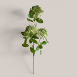 Skimmia per 3 Fiori  17 foglie • 80 cm