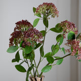 Skimmia per 3 Fiori  17 foglie • 80 cm