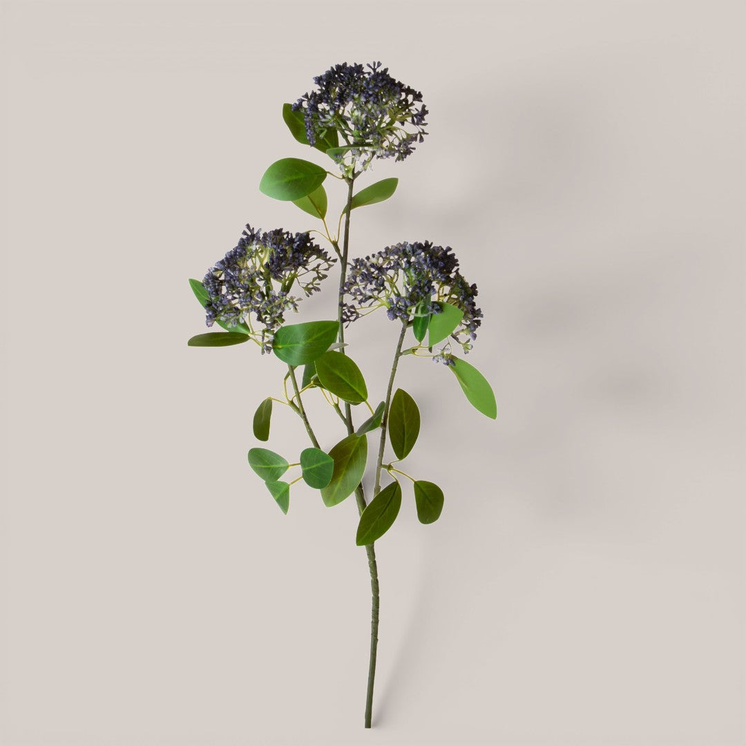 Skimmia per 3 Fiori  17 foglie • 80 cm