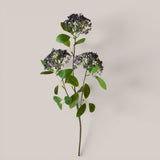 Skimmia per 3 Fiori  17 foglie • 80 cm