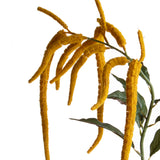 Amaranthus Caudato • 110 cm