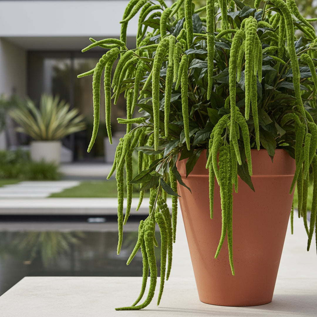 Amaranthus Caudato • 110 cm