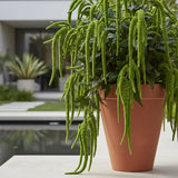 Amaranthus Caudato • 110 cm