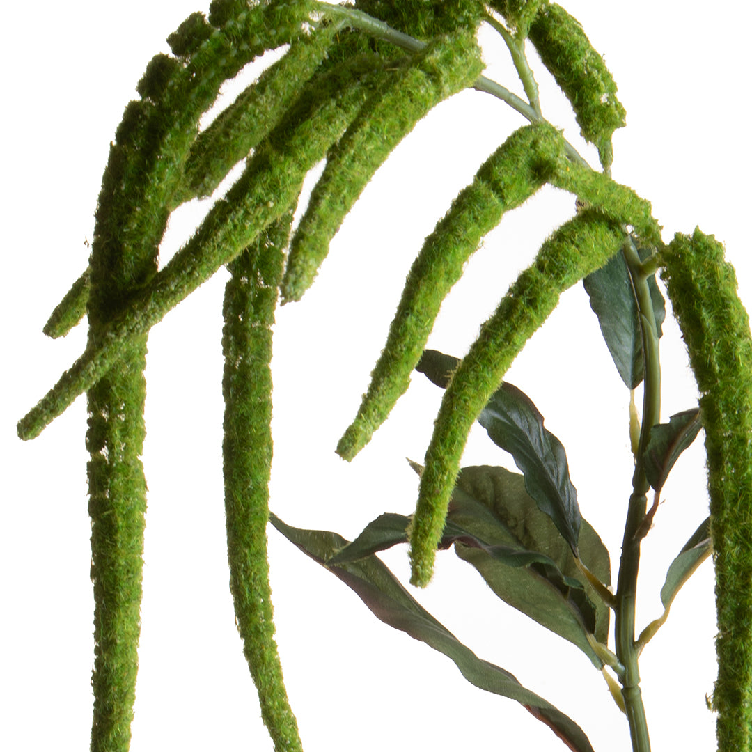 Amaranthus Caudato • 110 cm