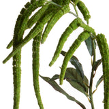 Amaranthus Caudato • 110 cm