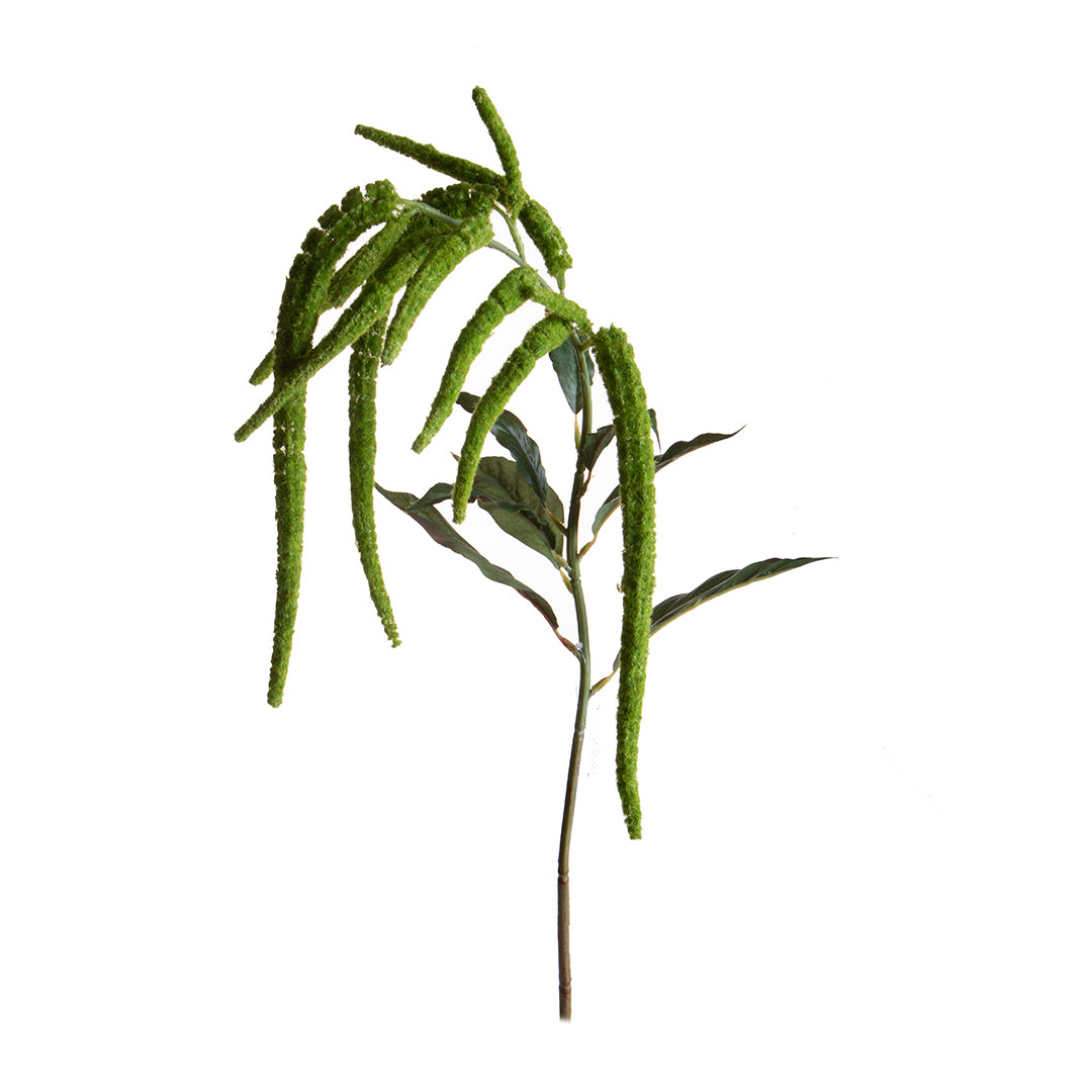 Amaranthus Caudato • 110 cm