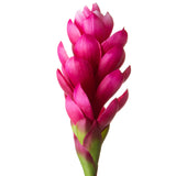 2 Pezzi • Ginger artificiale con foglia • 97 cm