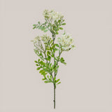 Kalanchoe Fiorita per 3 fiori • 60 cm