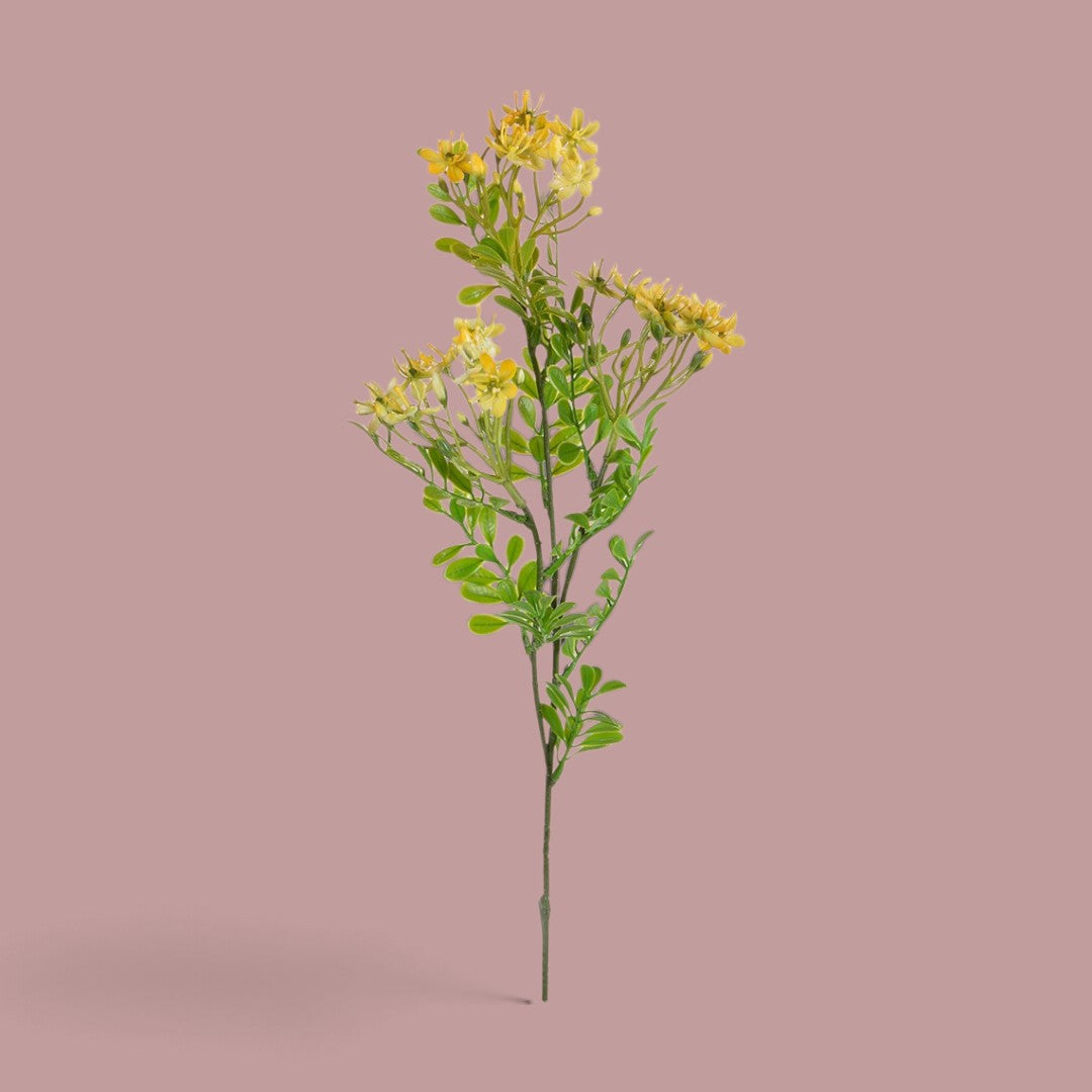 12 Pezzi • Kalanchoe Fiorita per 3 fiori • 60 cm