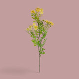 12 Pezzi • Kalanchoe Fiorita per 3 fiori • 60 cm