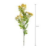 Kalanchoe Fiorita per 3 fiori • 60 cm