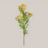 Kalanchoe Fiorita per 3 fiori • 60 cm
