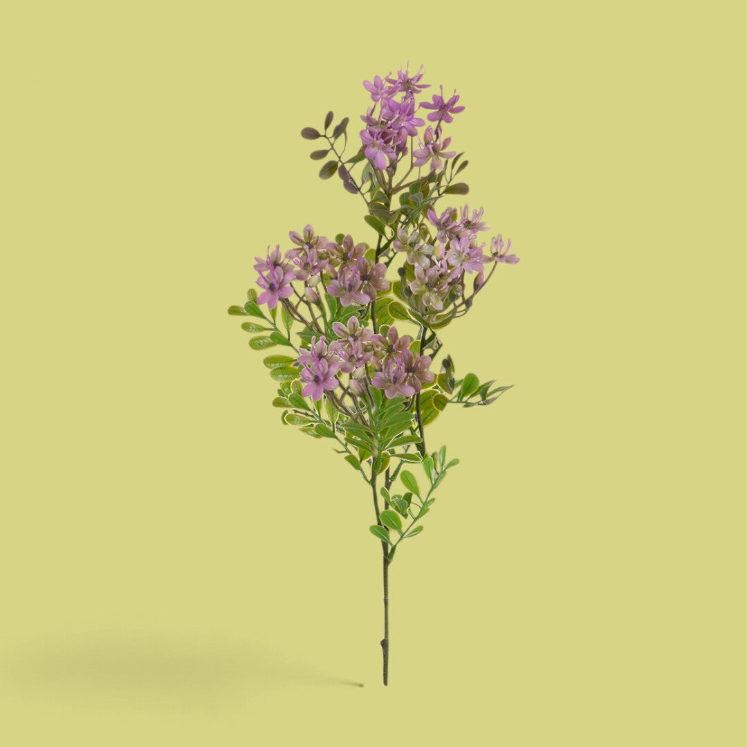 12 Pezzi • Kalanchoe Fiorita per 3 fiori • 60 cm
