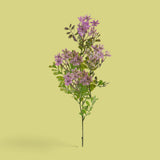 12 Pezzi • Kalanchoe Fiorita per 3 fiori • 60 cm