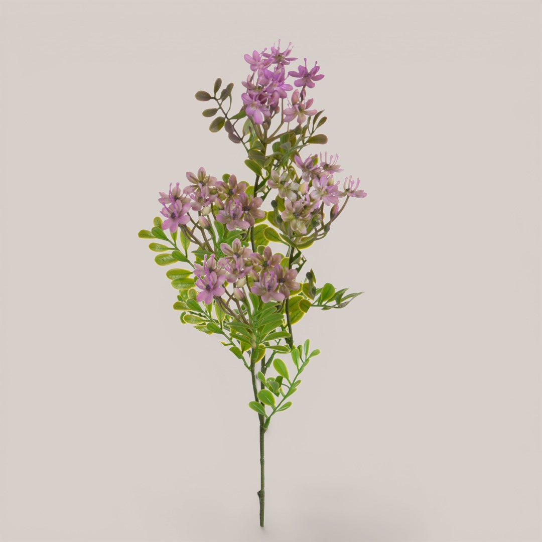 Kalanchoe Fiorita per 3 fiori • 60 cm