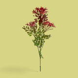 12 Pezzi • Kalanchoe Fiorita per 3 fiori • 60 cm