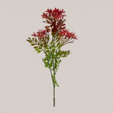 Kalanchoe Fiorita per 3 fiori • 60 cm