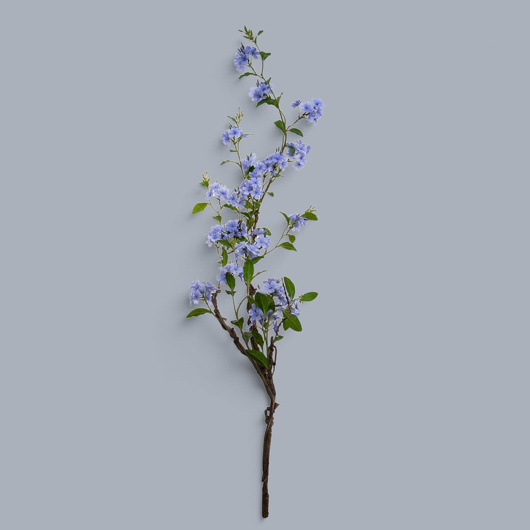 Plumbago Ramo con Fiori • 150 cm