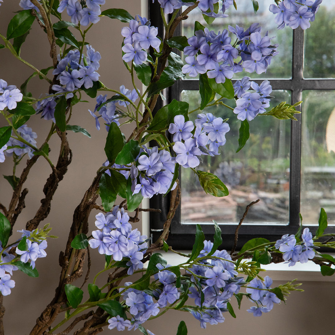 Plumbago Ramo con Fiori • 150 cm