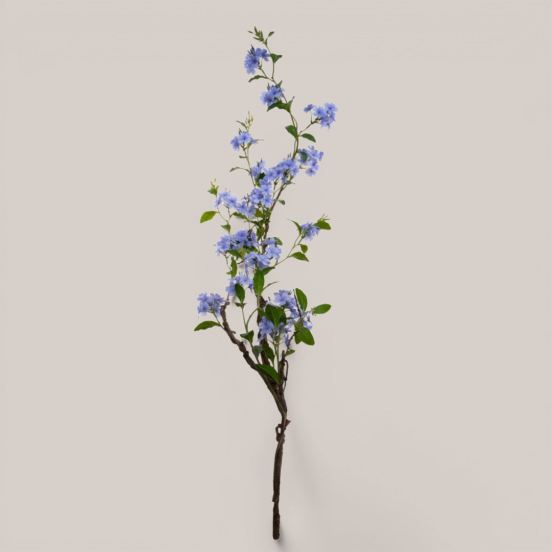 Plumbago Ramo con Fiori • 150 cm