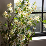 Plumbago Ramo con Fiori • 150 cm