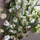 Plumbago Ramo con Fiori • 150 cm