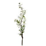 Plumbago Ramo con Fiori • 150 cm
