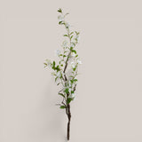 Plumbago Ramo con Fiori • 150 cm