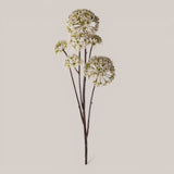 Anethum per 6 rami •  77 cm