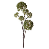 Anethum per 6 rami •  77 cm
