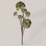 Anethum per 6 rami •  77 cm