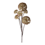 Anethum per 6 rami •  77 cm