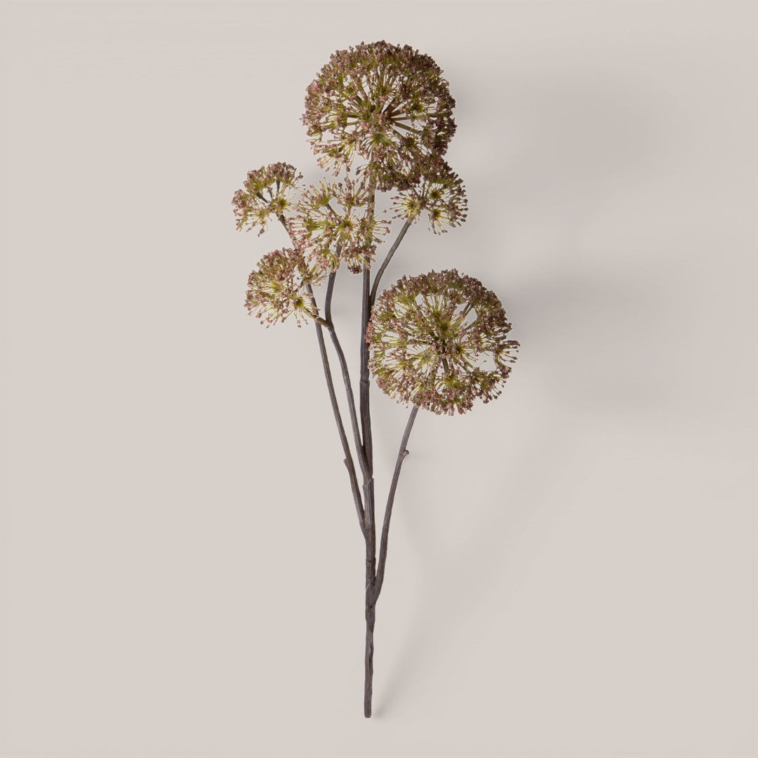 Anethum per 6 rami •  77 cm